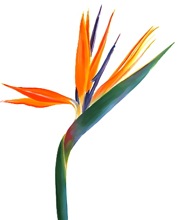 Bird-of-paradise-flower 2.jpg