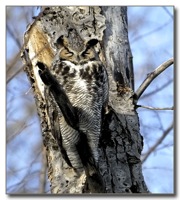 Camouflaged owl.jpg