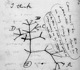 Darwin tree lg 1.jpg