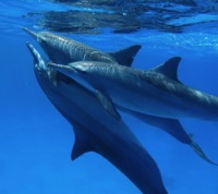 Dolphins200.jpg