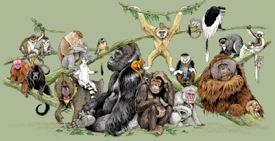 Primates tree275.jpg