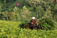 Subsistence-farmer-kenya.jpg