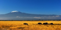 The-Plains-Near-Kilimanjaro-1.jpg