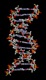 ADN animation.jpg