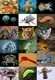 Animal diversity80.jpg