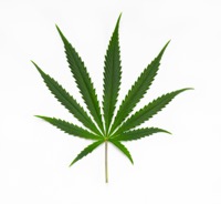 Cannabis Sativa.jpg