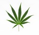 Cannabis Sativa80.jpg