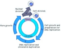 Cell cycle1 2.jpg