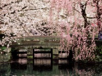 Cherry-Blossoms-Mishima-Taisha-Shrine-Shizuoka.jpg