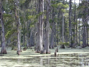 Cypresses in LA swamp300.jpg