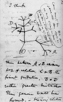 Darwin tree 4.jpg