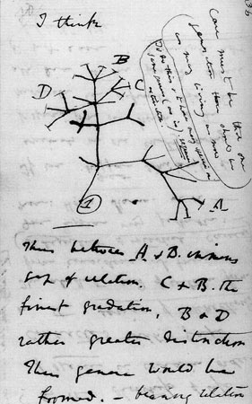 Darwin tree lg.jpg