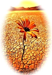 Desert flower1 2.jpg