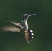 Humminbirds have the ability to hover.jpg
