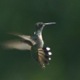 Humminbirds have the ability to hover80.jpg