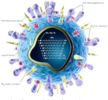 Influenza virus.jpg