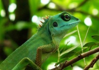 Karma-cool-green-chameleon.jpg