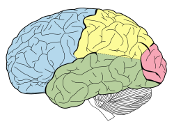 Lobes of the brain NL.svg.png