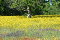 Meadow with buttercups.jpg