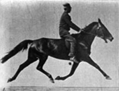 Muybridge horse pacing animated.gif
