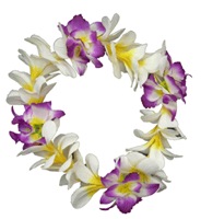 Orchid plumeria haku.jpg