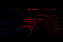 Phylogenetic tree.jpg
