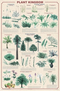 Plant-kingdom.jpg