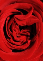 Red Rose Obsession 2.jpg