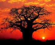 South-africa-kruger-park-baobab-tree-in-sunset-large.jpg