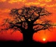 South-africa-kruger-park-baobab-tree-in-sunset-small.jpg