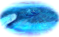 The eye of the whale 2.jpg