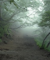 Worlds-most-haunted-forests-aokigahara-japan.jpg